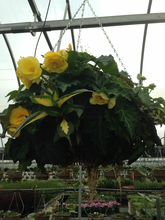 Stone Creek Gardens photo 1